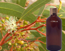  Eucalyptus Essential Oil 