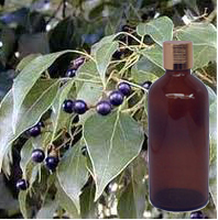Camphor Oil
