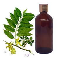 Cananga Essential Oil
