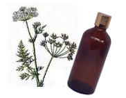 Caraway Essential Oil