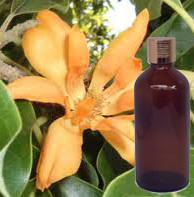 Champaca Absolute (Red And White)