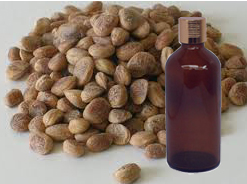 Chironji Oil 