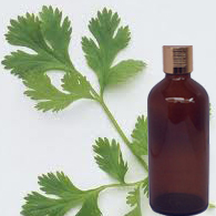 Coriander Oil Indian