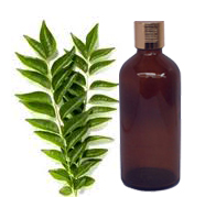 Curry Leaf Essential Oil 