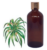 Cypriol Essential Oil