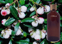 Gaultheria Oil