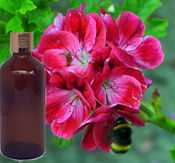  Geranium Oil 