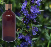  Hyssop Oil 