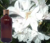 Jasmine Grandiflora Oil