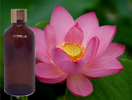 Lotus Absolute( Pink)