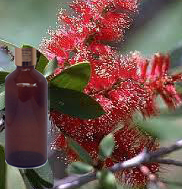 Niaouli Essential Oil 