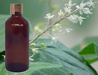 Patchouli Essential Oil (Dark) - India 