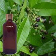 Patchouli Essential Oil (Light) – Indonesia