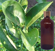 Petitgrain Essential Oil