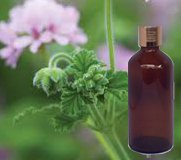 Rose Geranium Oil