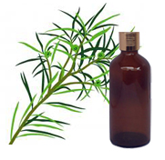 Tea Tree Oil 