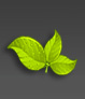 Essential Oils Supplier